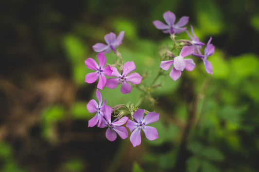 A Season of Soft Remembering