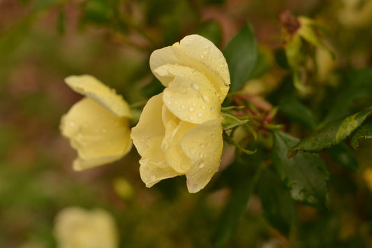 Photo of yellow roses with water on them titled, After the Rain by Emmy Spoon