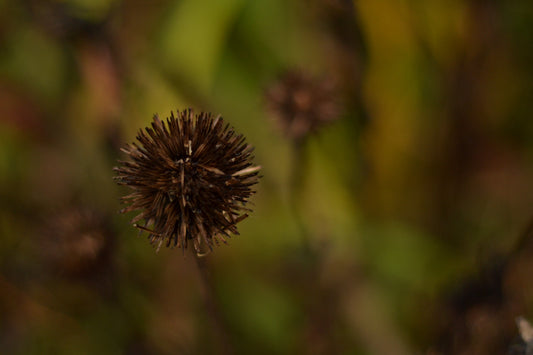 Photograph of dead flowers by Emmy Spoon