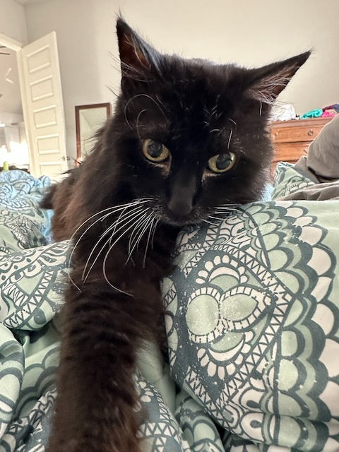 Loving a Senior Kitty (Pepper’s Season)